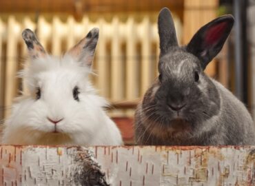 Konijnenberg Moergestel